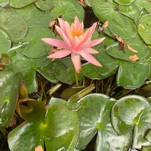 Meet your Posher, Lilly